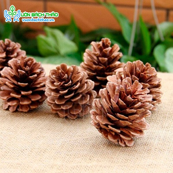 Quả / Trái Thông Khô Trang Trí Noel 2