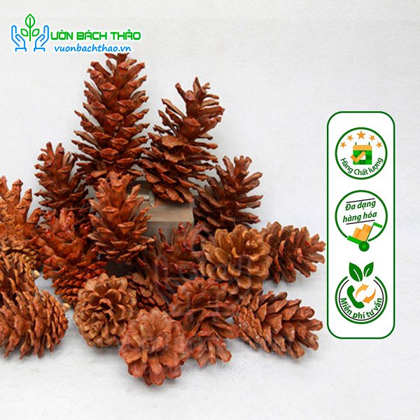 Quả / Trái Thông Khô Trang Trí Noel