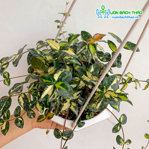 Cây Thằn Lằn Ngũ Sắc 2