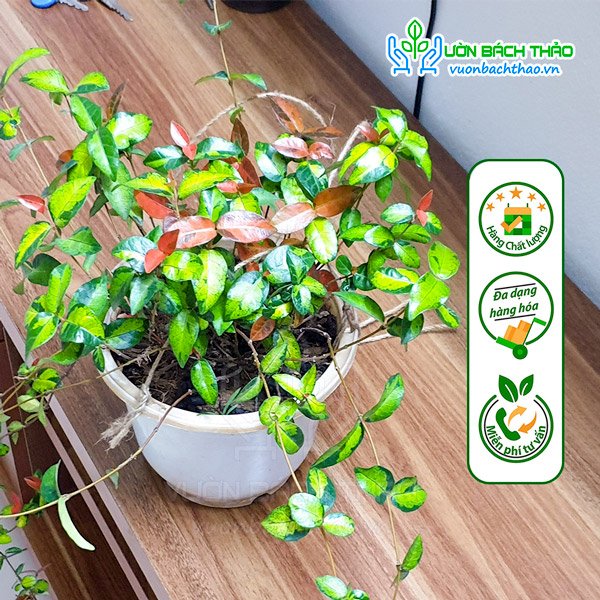 Cây Thằn Lằn Ngũ Sắc 3