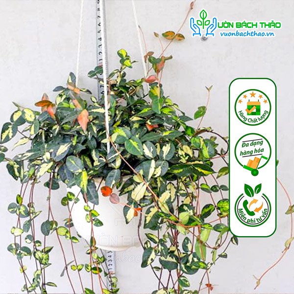 Cây Thằn Lằn Ngũ Sắc