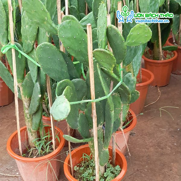 Cây Xương Rồng Tai Thỏ 3