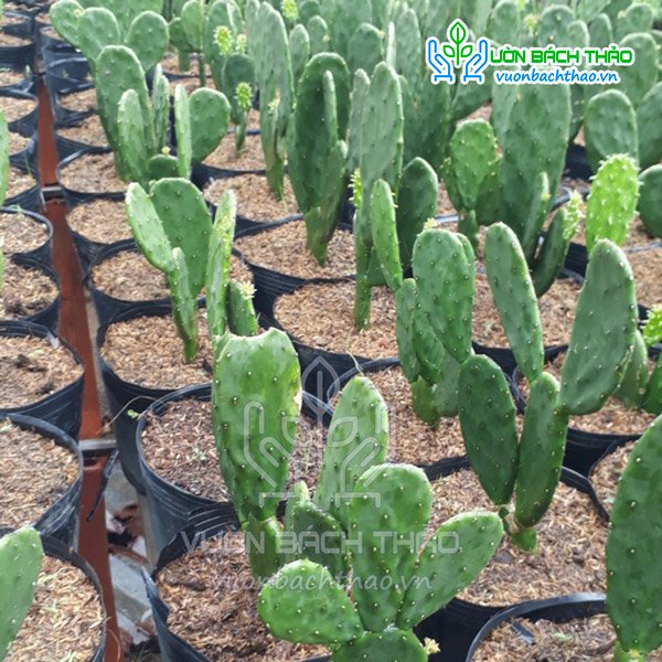 Cây Xương Rồng Tai Thỏ 2