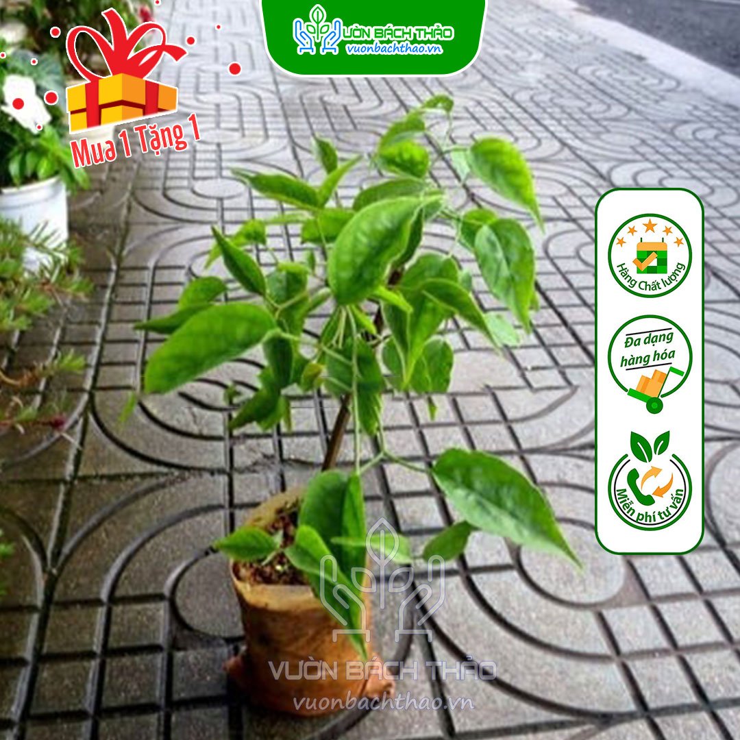 Cây Hoa Chùm Ớt (Rạng Đông) 3