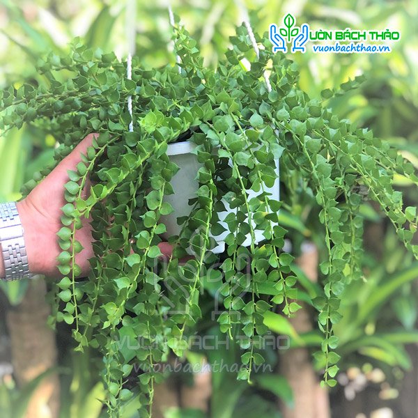 Cây Lan Tim Chậu Treo 2