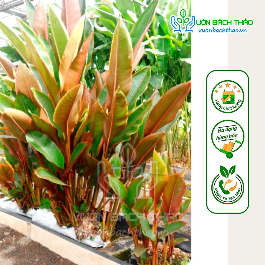 Cây Chuối Lá Đỏ Tài Lộc (Heliconia stricta spectabilis) 3