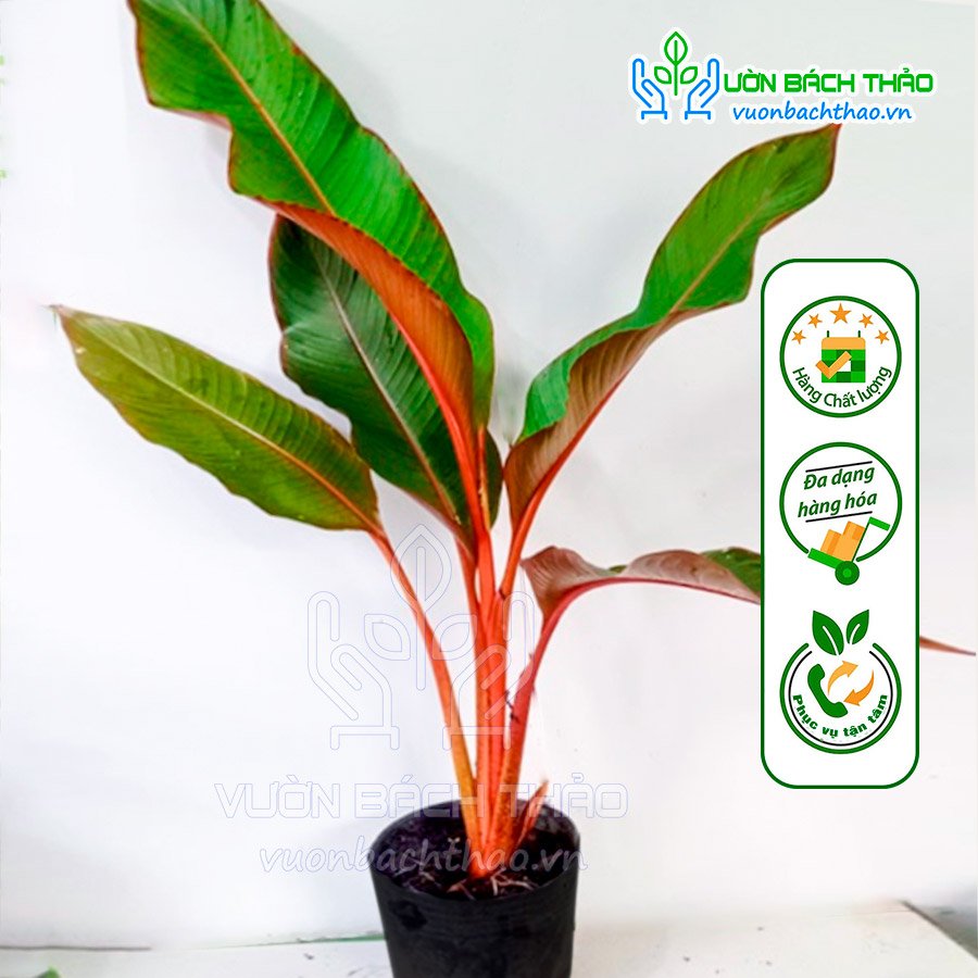 Cây Chuối Lá Đỏ Tài Lộc (Heliconia stricta spectabilis) 2