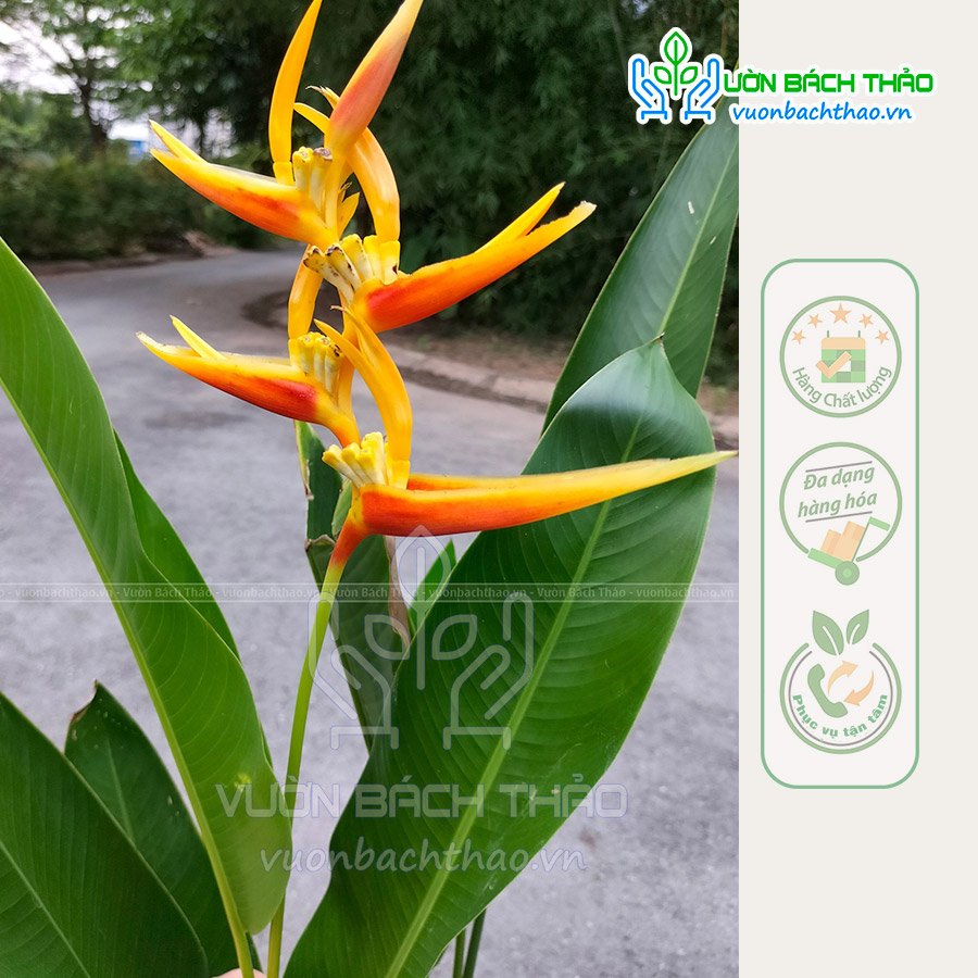 Cây Chuối Mỏ Két Thái Lan 2