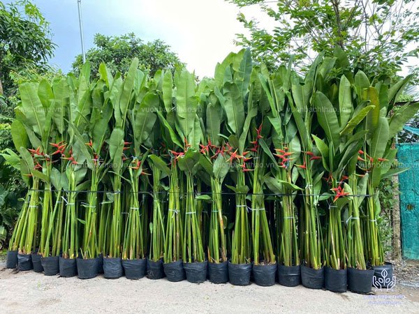 Cây Chuối Cát Thái (Chuối Phượng Hoàng) - Đẹp, Dễ Trồng, Sang Trọng 2