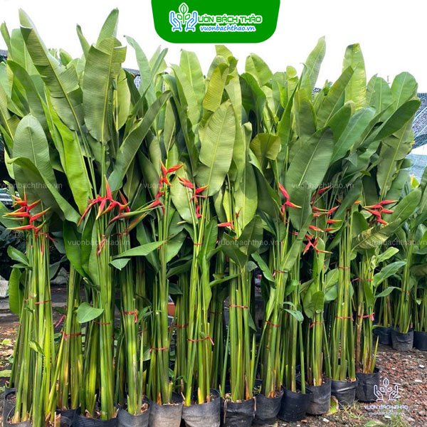 Cây Chuối Cát Thái (Chuối Phượng Hoàng) - Đẹp, Dễ Trồng, Sang Trọng