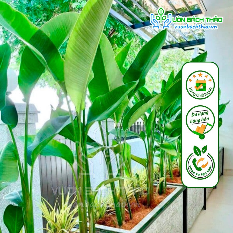 Cây Chuối Cát Thái (Chuối Phượng Hoàng) - Đẹp, Dễ Trồng, Sang Trọng 3