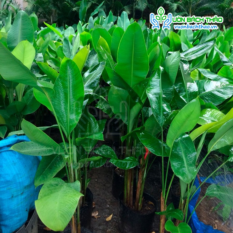 Cây Chuối Đuôi Cá 3