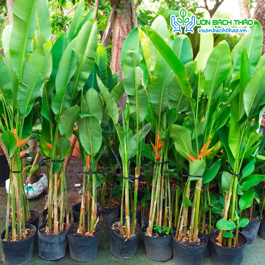Cây Chuối Đuôi Cá 2