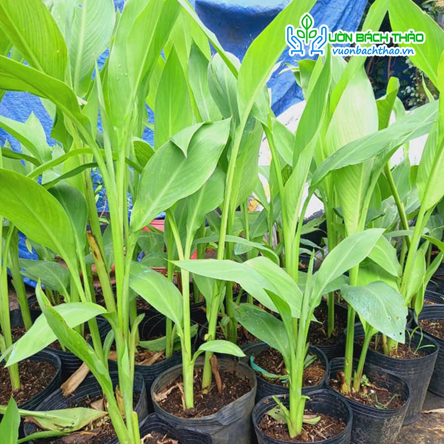 Cây Chuối Hoa Trồng Công Trình 2