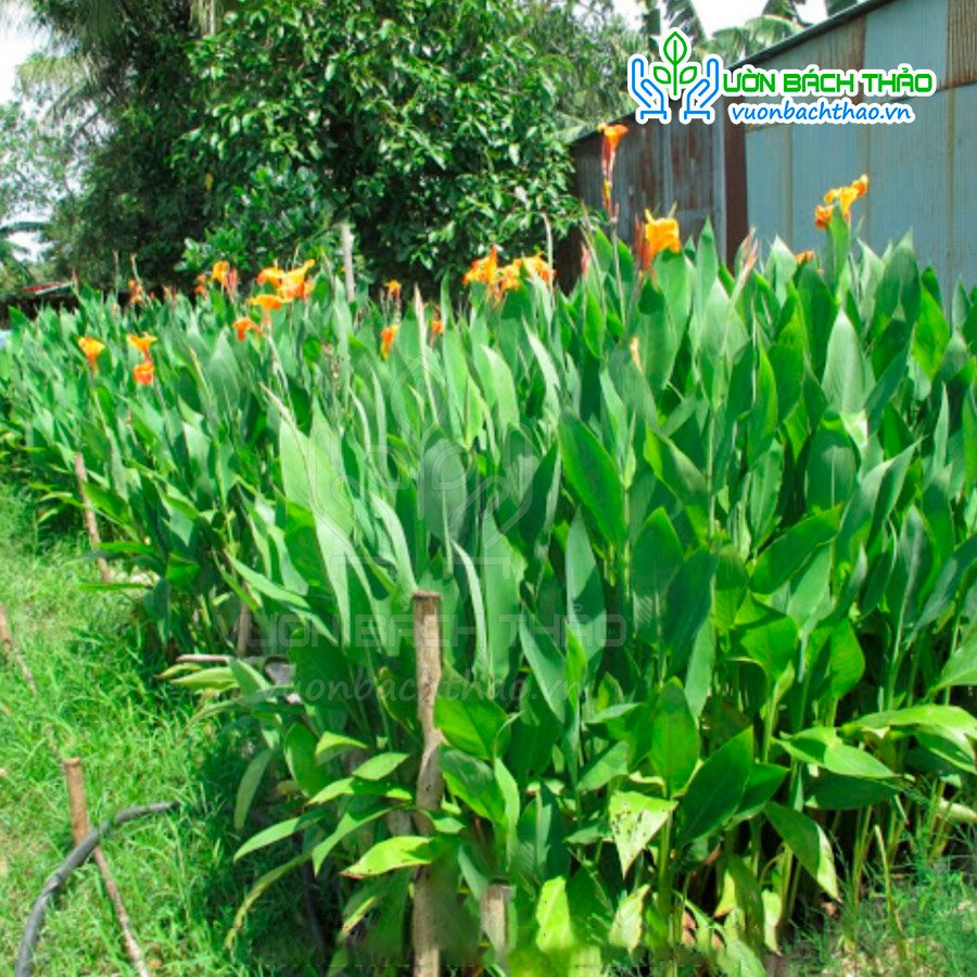 Cây Chuối Hoa Trồng Công Trình 3