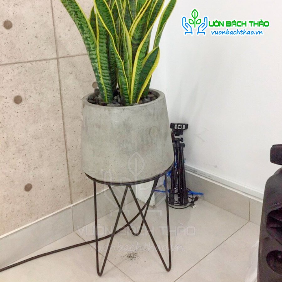 Chân Đế Sắt Kê Chậu Cây Cao 27cm 3