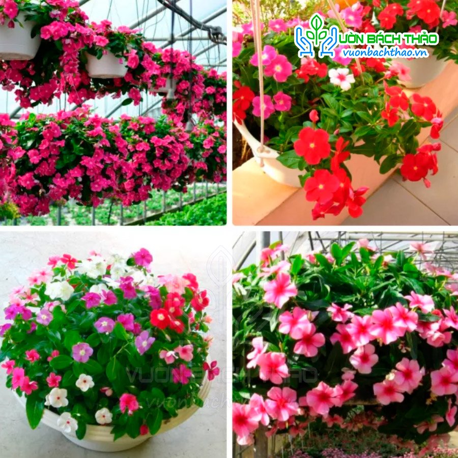 Hạt Giống Hoa Dừa Cạn Rũ Nhiều Màu FVN 3