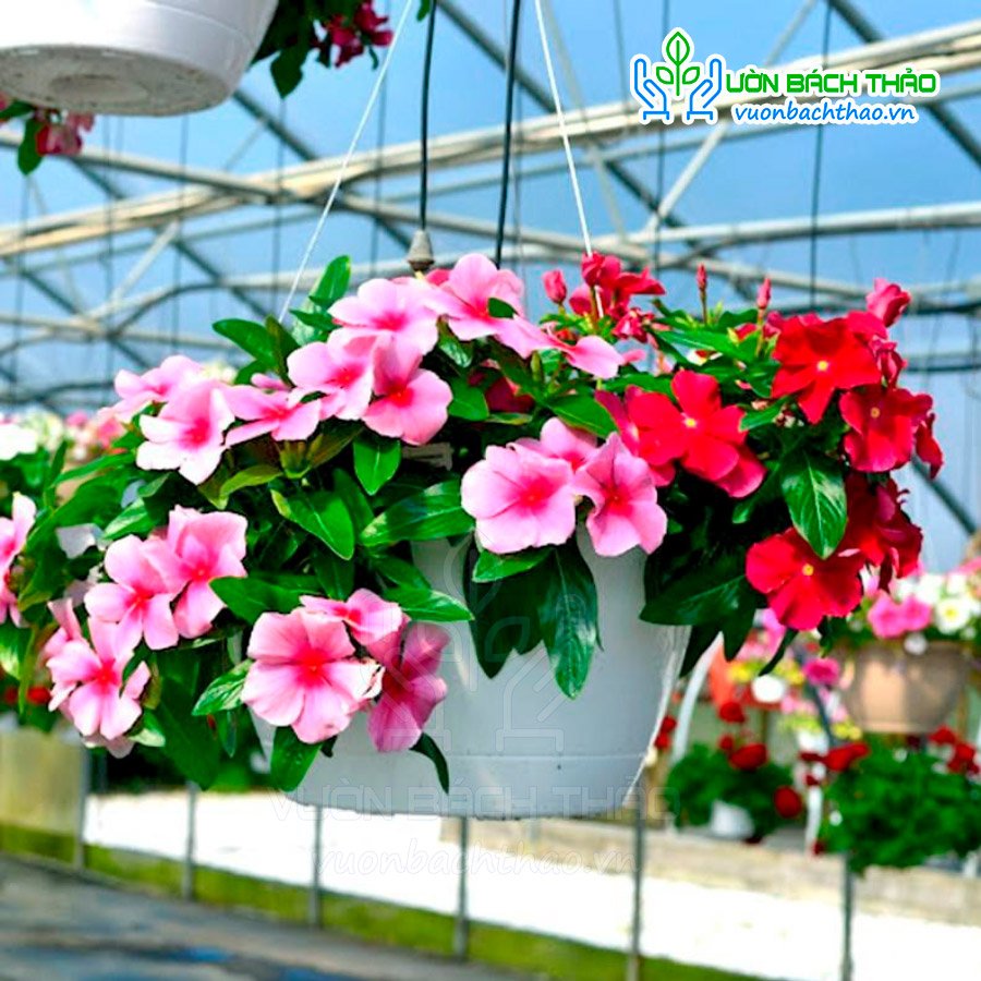 Hạt Giống Hoa Dừa Cạn Rũ Nhiều Màu FVN 2