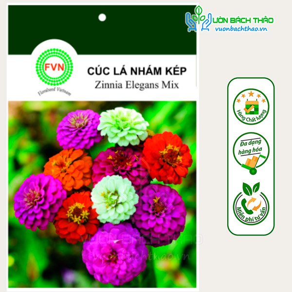 Hạt Giống Hoa Cúc Lá Nhám Kép Nhiều Màu FVN