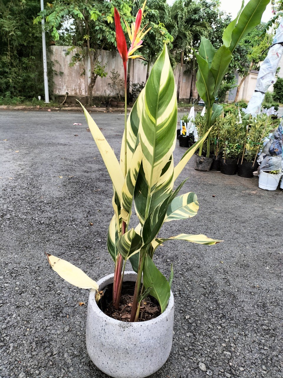 Cây Mỏ Két Cẩm Thạch Trồng Chậu 3