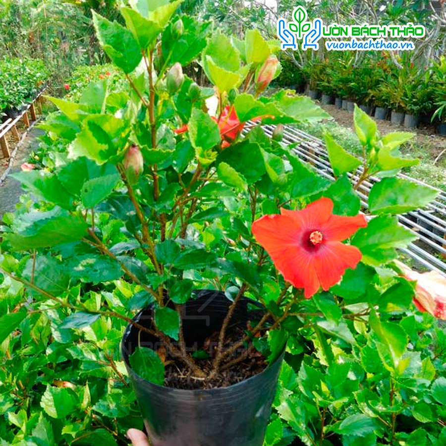Cây Bông Bụt Ta Trồng Hàng Rào 3