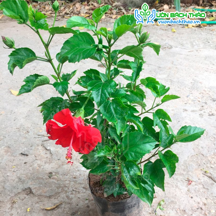 Cây Bông Bụt Ta Trồng Hàng Rào 2