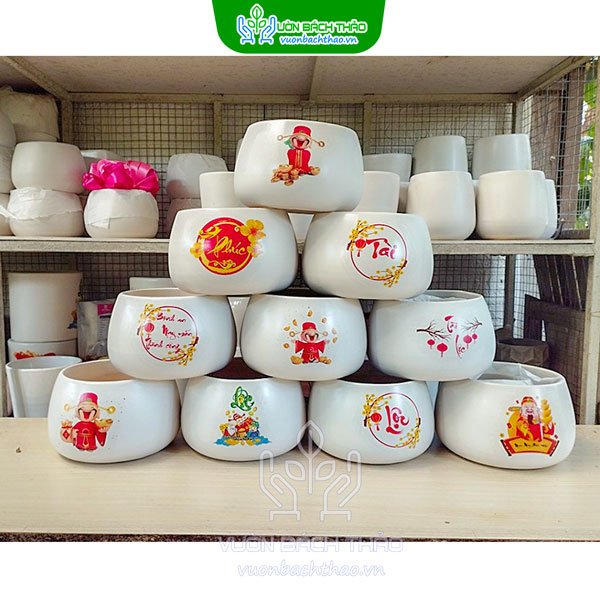 Chậu Hạt Dẻ Trồng Cây Để Bàn 2