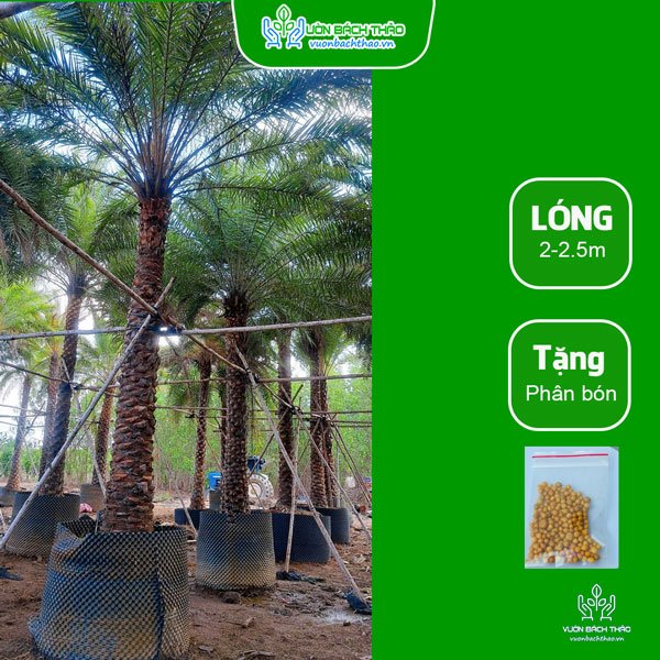 Cây Chà Là Trồng Công Trình 2