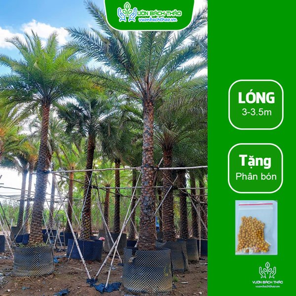 Cây Chà Là Trồng Công Trình 3
