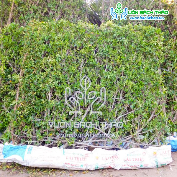 Tường Cây Gừa