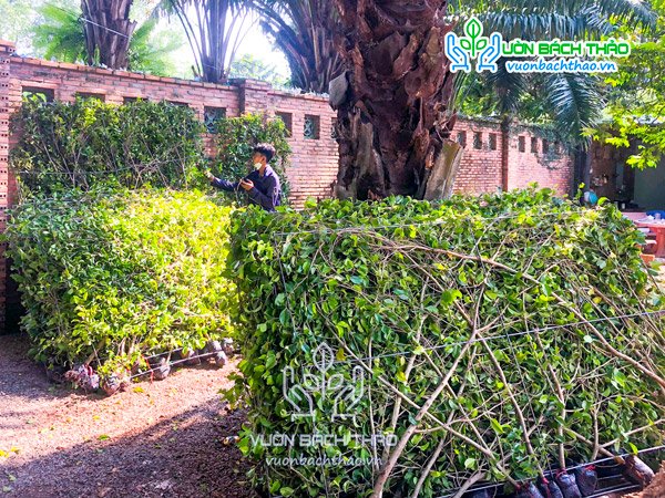 Tường Cây Gừa 2