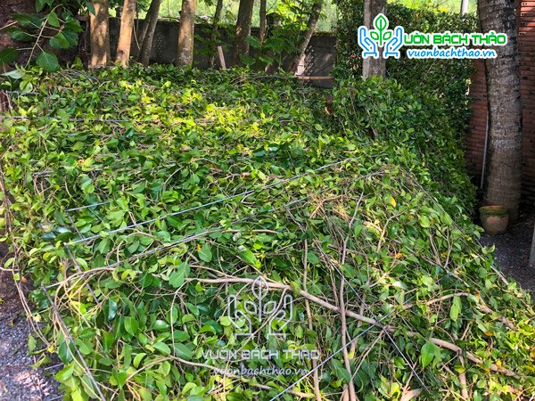 Tường Cây Gừa 3