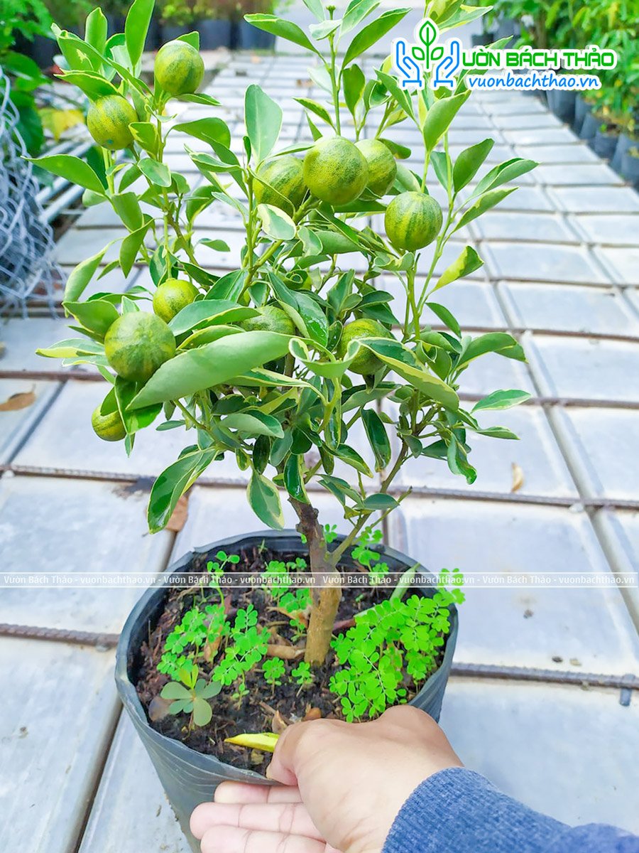 Cây Tắc Cẩm Thạch 2