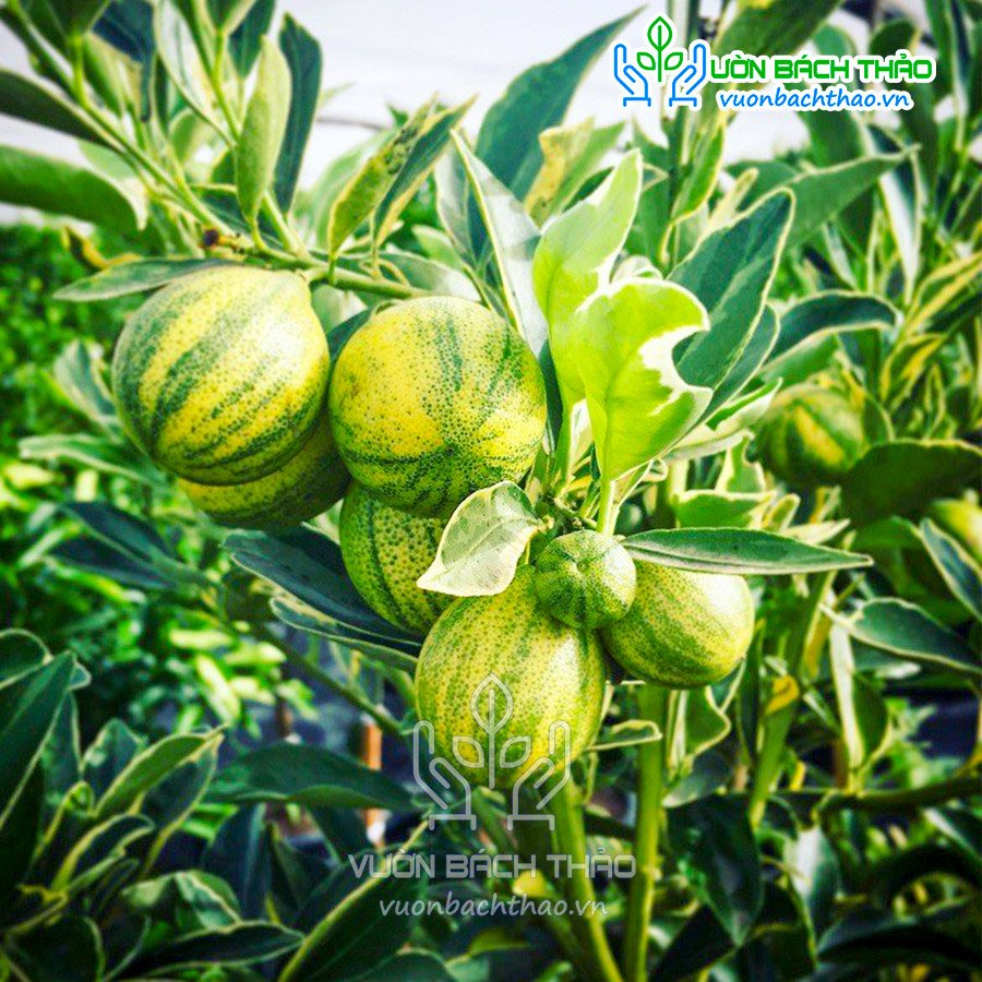 Cây Tắc Cẩm Thạch 3