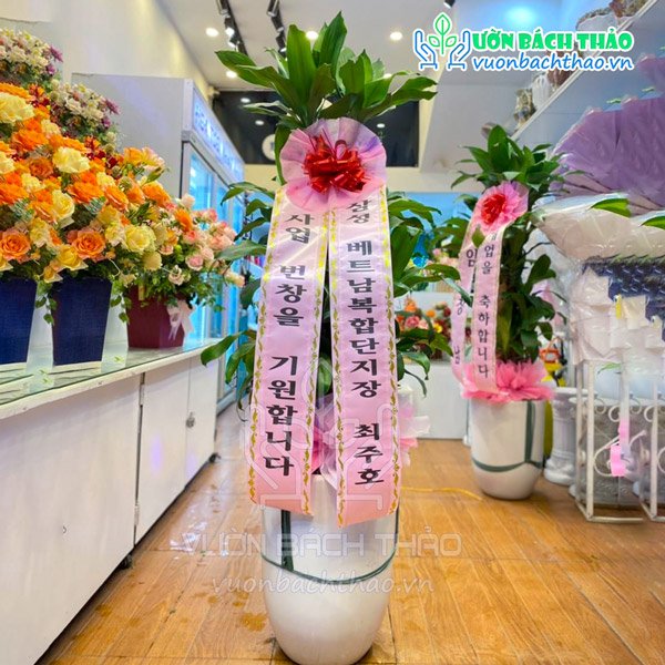 Cây Phát Tài Khúc Tặng Khai Trương, Tân Gia 2