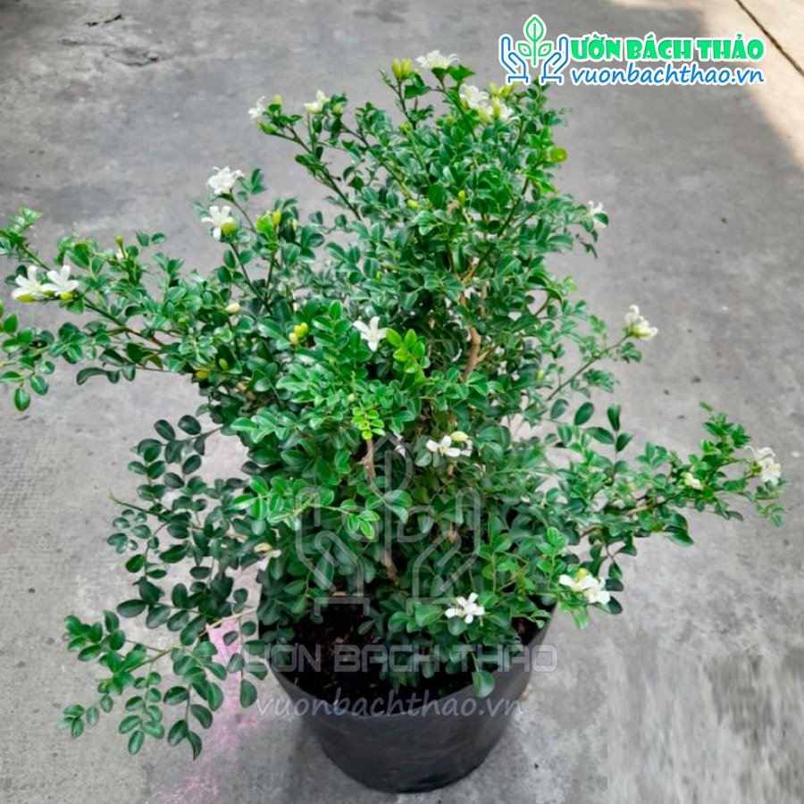 Cây Nguyệt Quế Thái Siêu Bông 2
