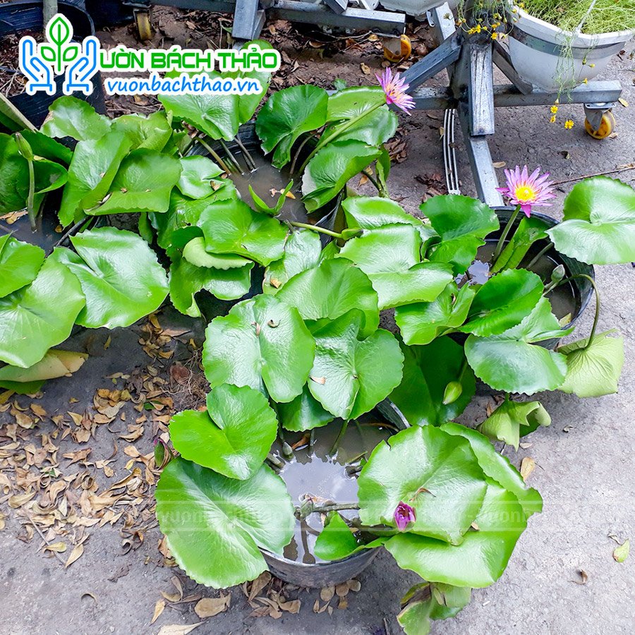 Cây Hoa Súng Trồng Thủy Sinh 3