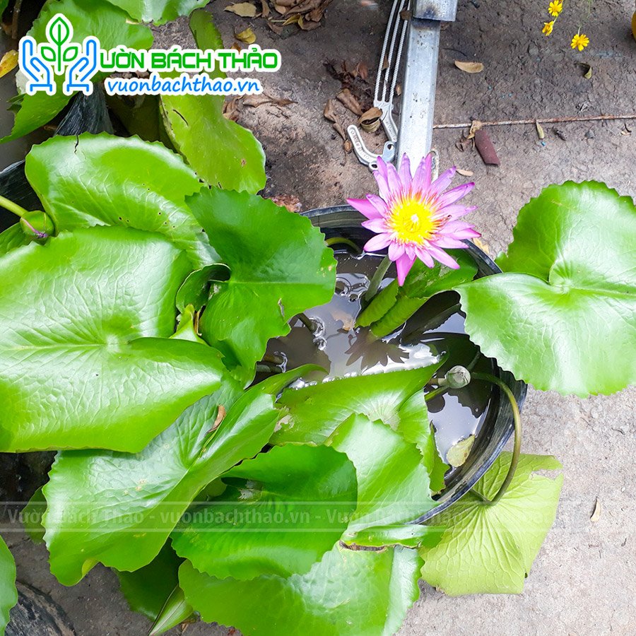 Cây Hoa Súng Trồng Thủy Sinh 2