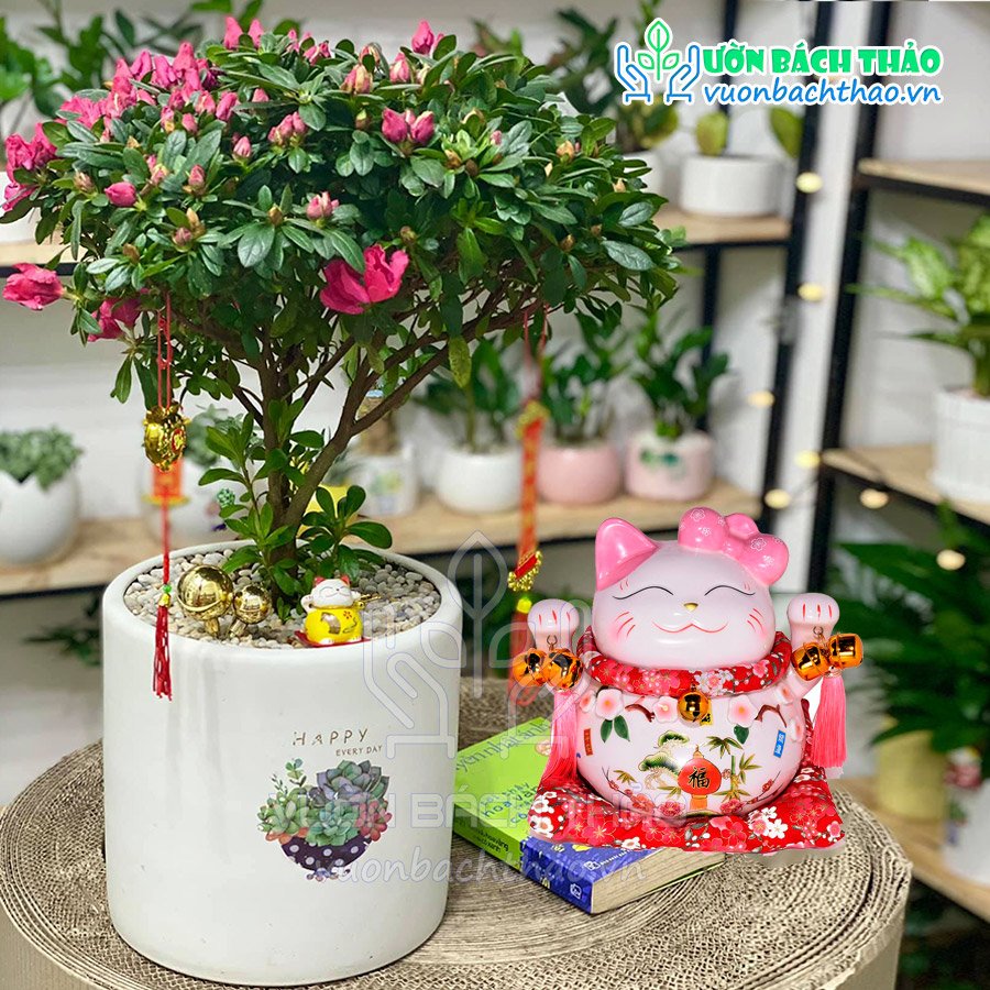 Cây Hoa Đổ Quyên Để Bàn 3