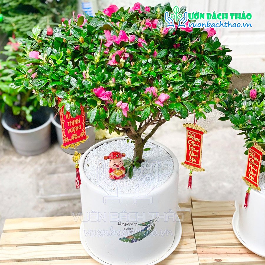 Cây Hoa Đổ Quyên Để Bàn 2