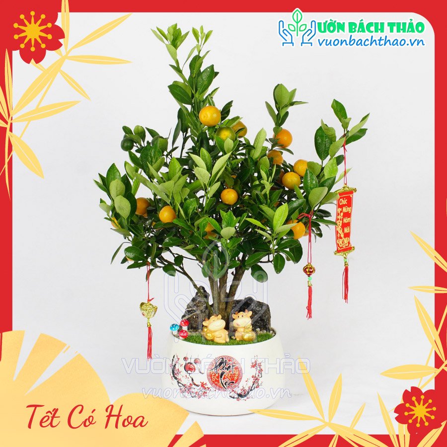 Cây Quất Phát Tài Để Bàn Trưng Tết 2