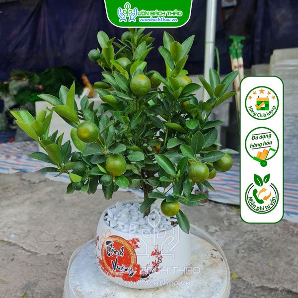 Cây Quất Phát Tài Để Bàn Trưng Tết 3