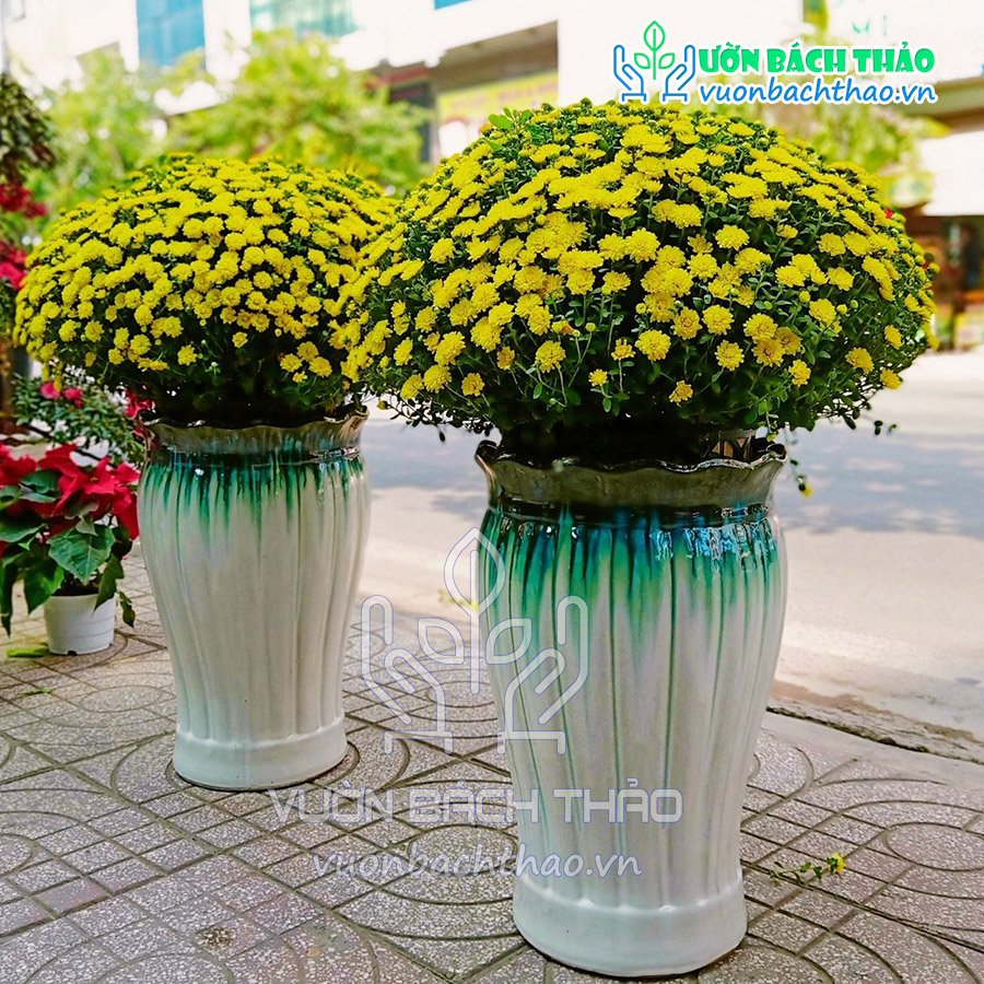 Hoa Cúc Mâm Xôi Chậu Đứng 2