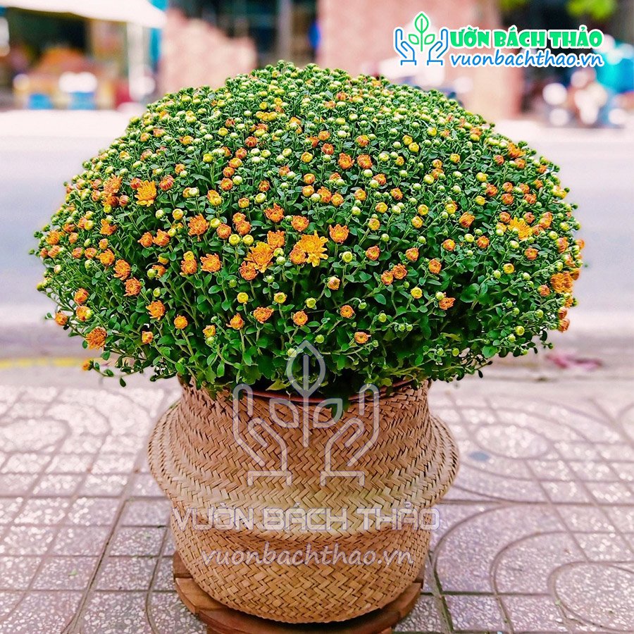 Hoa Cúc Mâm Xôi Giỏ Cói Trang Trí Tết