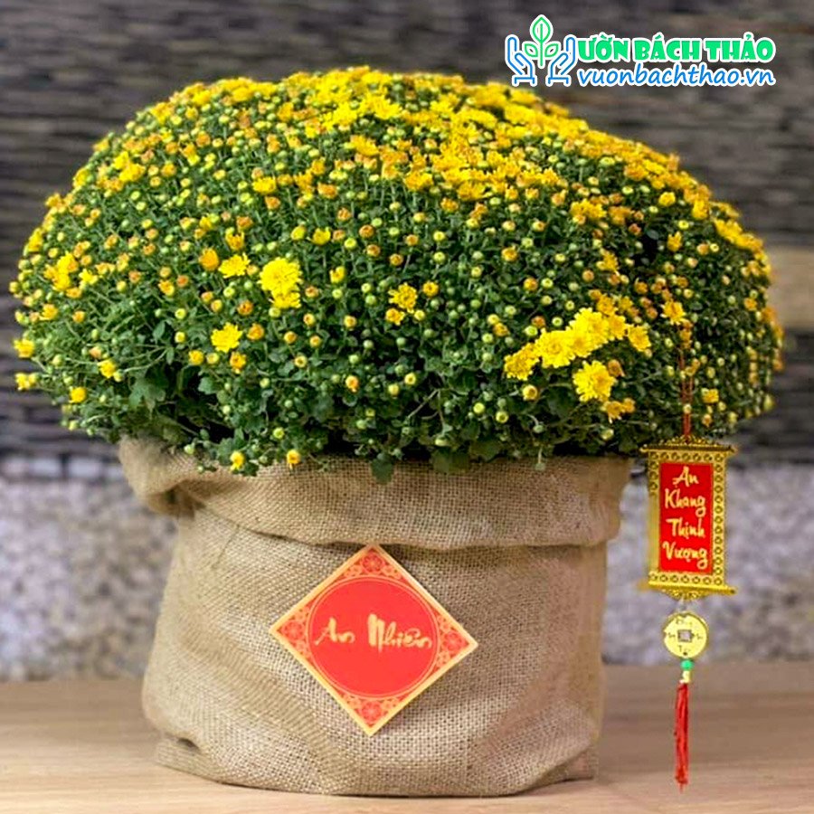 Hoa Cúc Mâm Xôi Bọc Bao Bố Trang Trí Tết 2