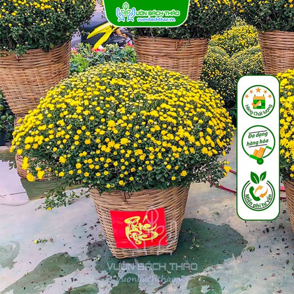 Hoa Cúc Mâm Xôi Giỏ Tre Trang Trí Tết 3