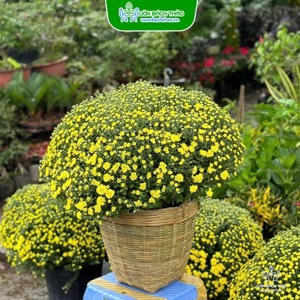 Hoa Cúc Mâm Xôi Giỏ Tre Trang Trí Tết 2