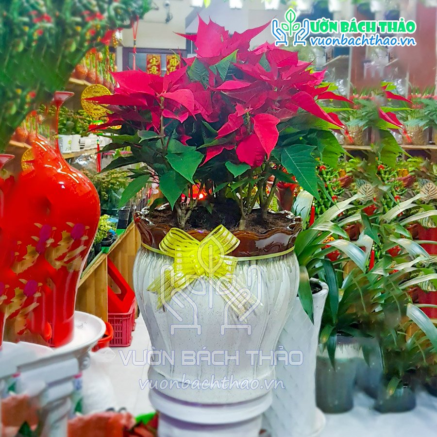 Cây Hoa Trạng Nguyên Khai Xuân Đón Lộc 3