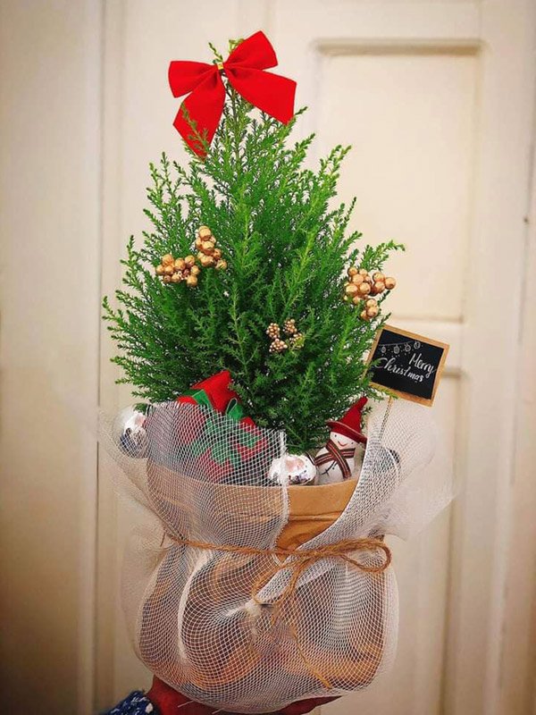 Cây Tùng Thơm Noel Mini 3