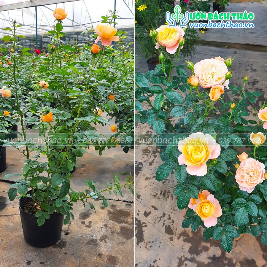 Cây Hoa Hồng Ngoại Tezza Cam Cá Hồi 2